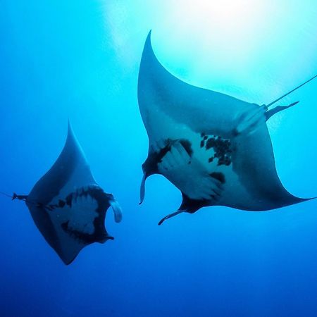 Island Scuba Inn Дангети Экстерьер фото